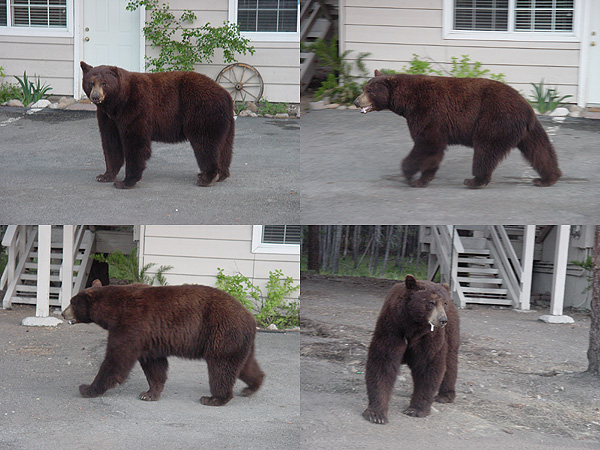 a-bear.jpg